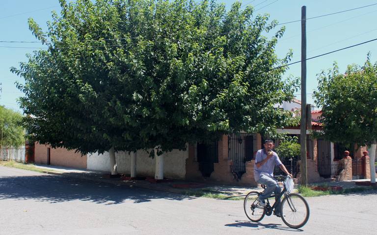 El 60% de árboles no son aptos para Ciudad Juárez - El Heraldo de Juárez |  Noticias Locales, Policiacas, sobre México, Chiahuahua y el Mundo