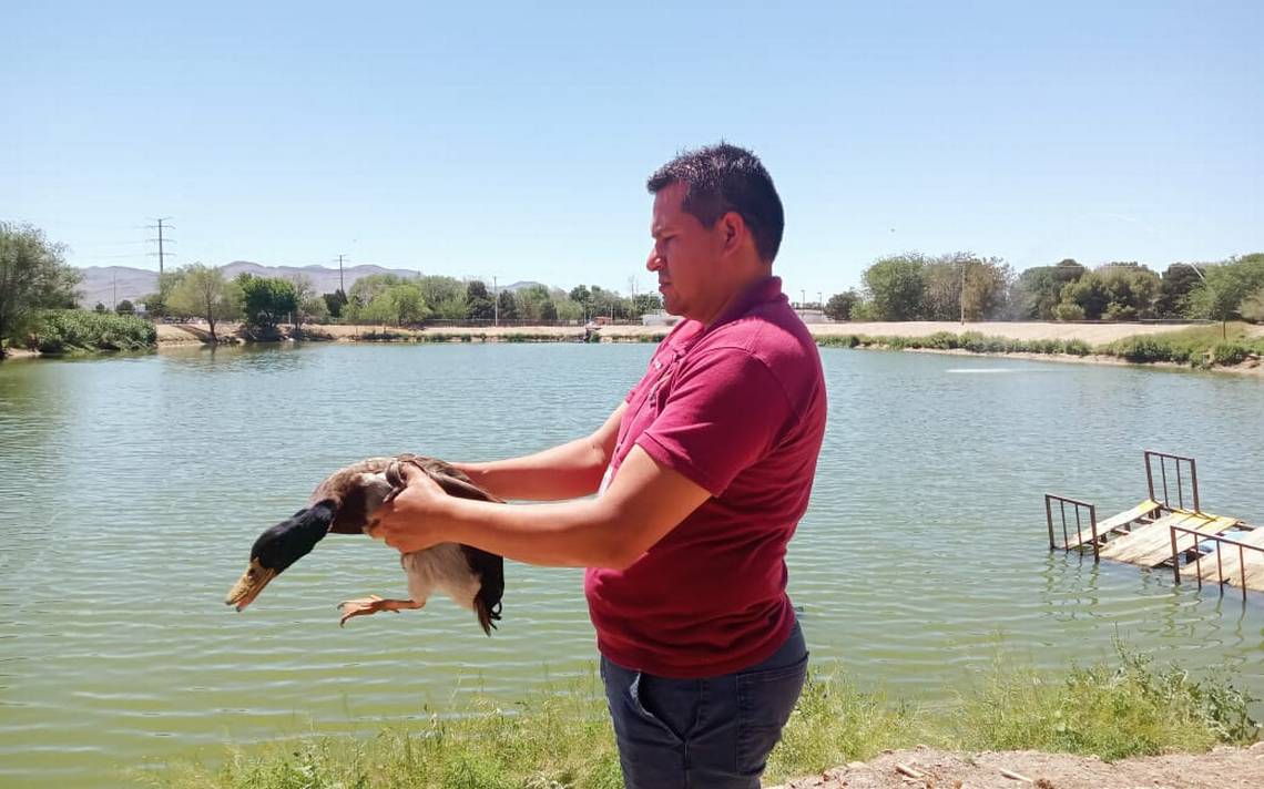 Canadian duck Mayar RAMM freed – El Heraldo de Juárez