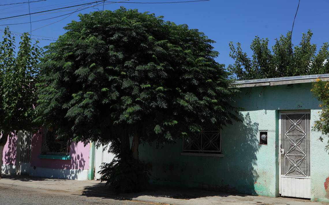 Revelan lista de árboles que no deben plantarse - El Heraldo de Juárez |  Noticias Locales, Policiacas, sobre México, Chiahuahua y el Mundo